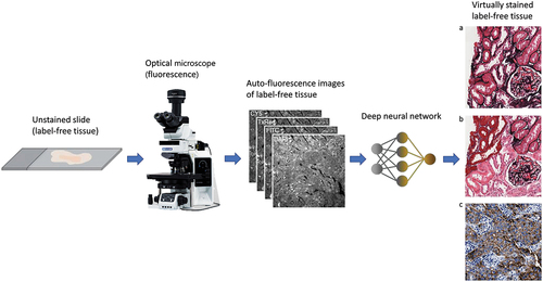 Figure 1. Illustration of virtual histology workflow using deep learning. The unstained tissue slide is imaged by a standard optical microscope with different fluorescence channels (DAPI/FITC/TxRed/CY5, grayscale images). A GAN-based CNN transforms the unstained tissue slides into a virtually stained image [a-Jones stain], a digital blend of histological stains [b-H&E, Jones and Masson’s trichrome stains], or IHC stain [c-HER2 stain].