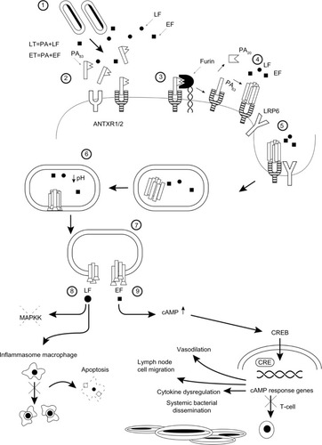 Figure 1 Pathophysiology of anthrax illustrated as a series of steps. 1) Bacillus anthracis spores germinate and release lethal factor and PA. Initially, PA is an 83 kDa monomer. 2) PA83 binds to the ANTXR1/2 transmembrane receptors in the host cell. 3) Furin, a cell surface proprotein convertase, cleaves PA83 into PA20 and PA63 fragments. The PA20 fragment is cleaved off while PA63 remains bound to the receptor. 4) Proteolytically processed PA63 monomers assemble into a heptameric or octameric PA prepore. The PA prepore can bind up to three or four lethal factor or monomers. 5) Prepore clusters are internalized with or without the LRP6 coreceptor via receptor-mediated endocytosis, resulting in endosome formation. 6) Acidification of endosome results in prepore transformation into a transmembrane delivery pore. 7) Release of lethal factor and edema factor inside the cell. 8) Lethal factor, a zinc metalloproteinase, inactivates MAPKK, resulting in impaired lymphocyte activation, B cell proliferation, as well as macrophage apoptosis via activation of the cytosolic inflammasome pathway. 9) A calcium-dependent and calmodulin-dependent adenylate cyclase increases intracellular cAMP, resulting in activation of cAMP response genes. Migration of infected macrophages to lymph nodes is stimulated, as well as inhibition of T cell activation, impaired phagocytosis, oxidative burst, and cytokine dysregulation. cAMP induces vasodilation, leading to edema.Abbreviations: LF, lethal factor; EF, edema factor; PA, protective antigen; LT, lethal toxin; ET, edema toxin; ANTXR1/2, low (ANTXR1, previously tumor endothelial marker) or high (ANTXR2, previously capillary morphogenesis protein) type 1 transmembrane receptors; LRP6, low-density lipoprotein receptor-related protein 6; MAPKK, mitogen-activated protein kinase kinases; CREB, cAMP response element binding protein; CRE, cAMP-response elements; cAMP, cyclic adenosine monophosphate.