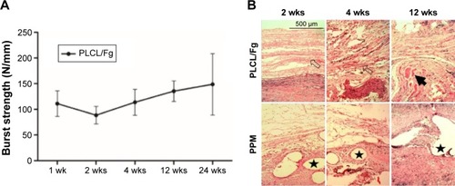 Figure 3 (A) Ball burst strength of PLCL/Fg after implantation for 24 weeks. (B) Representative cross-sections of PLCL/Fg and PPM samples stained with hematoxylin and eosin at 2, 4, and 12 weeks (scale bar =500 μm, ×40). The mesh structure of PLCL/Fg is indicated with hollow arrowheads, the regenerated muscle tissues are indicated with solid arrowhead, and the PPM filaments are indicated with stars.Abbreviations: Fg, fibrinogen; PLCL, poly(l-lactide-co-caprolactone); PPM, polypropylene mesh; wks, weeks.