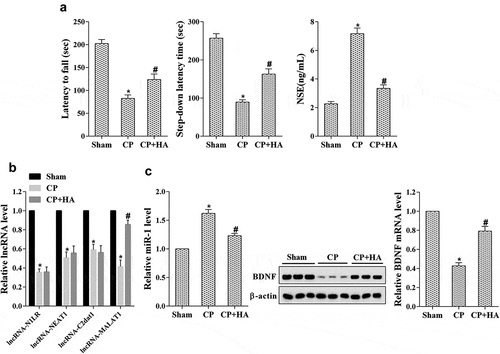 Figure 1. Vitamin B1 and B12 introduced by HA ameliorated nerve injury in cerebral palsy rats. Rats were allocated into three groups (n = 6): Sham, CP, CP+HA. (a) The motor and memory functions of rats were evaluated by Rota-rod test and Step-down avoidance task, respectively; the NSE level was detected by ELISA. (b) The expression of lncRNAs including MALAT1 in hippocampus tissues was quantified by qRT-PCR. (c) The expression level of miR-1, BDNF mRNA and protein in hippocampus tissues was analyzed by qRT-PCR and western blot, respectively. *P < 0.05 compared with sham; #P < 0.05 compared with CP.