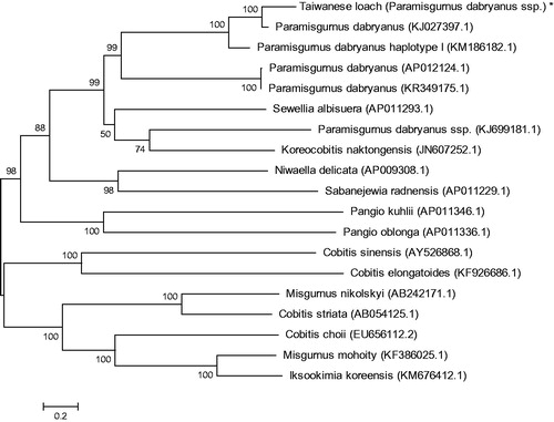 Figure 1. Phylogenetic relationship of Taiwan loach stock with other loach as inferred by entire mitogenome. *The Taiwan loach (accession number: MG725379) in the position of the evolutionary tree. Trees were reconstructed using MEGA 7 program (ver. 7.0.26) with neighbour-joining method. Numbers above branches are bootstrap values by 1000 replicates. The phylogenetic tree showed that Taiwanese loach to be one of Paramisgurnus, and the other loaches had their own branches (e.g. Cobitis, Pangio, Misgurnus).