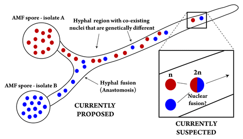 Figure 1. Causes and “potential” consequences of nuclear exchange in the arbuscular mycorrhizal fungi (AMF). Schematic representation of cellular events that may occur between genetically different AMF individuals following anastomosis; based on reference Citation7 Genetically different nuclei are shown in different colors (red and blue). Meiosis is unknown to occur in AMF and nuclear has only been reported to occur between AMF individuals of one species (Glomus intraradices).