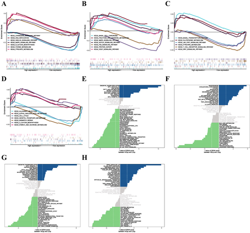 Figure 7 (A–D) Key genes involved in the GO and KEGG signaling pathways, as well as pathway regulation and genes involved. Panels a-d show CD3D, IL2RG, MS4A6A, and NCF2, respectively. (E–H) GSVA analysis of key genes. Signaling pathways involved in high levels of gene expression are shown in blue, green indicates signaling pathways involved in low levels of gene expression, and the background gene set is a hallmark. Figures e-h show CD3D, IL2RG, MS4A6A, and NCF2, respectively.