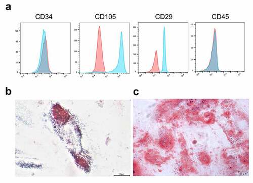 Figure 1. Characteristics and differentiation of UCB-MSCs. (a) Immunophenotyping of UCB-MSCs. Analysis of MSC markers including CD105 and CD29, as well as hematopoietic markers CD34 and CD45 was performed by flow cytometry. (b) Adipogenic differentiation detected by Oil Red O staining. (c) Osteogenic differentiation detected by Alizarin Red staining. Scale bars: 50 µm. UCB-MSCs: umbilical cord blood mesenchymal stem cells