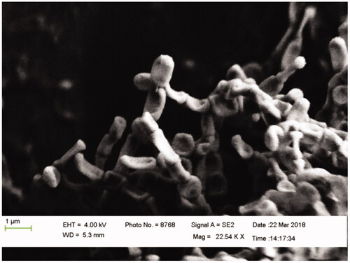 Figure 4. FE-SEM images of isolated microorganism SSA10.