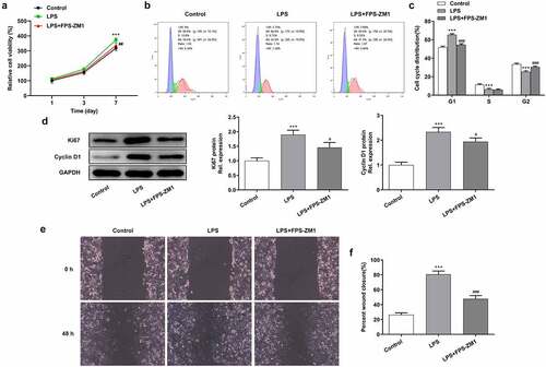 Figure 2. Inhibition of RAGE suppressed the proliferation and migration of cervical epithelial cells. (a) The proliferation of cervical epithelial cells was determined with the CCK-8. (b, c) The cell cycle was detected with the flow cytometry. (d) The expression of Ki-67 and cyclin D1 in cervical epithelial cells was detected with the western blotting. (e, f) The migration of cervical epithelial cells was determined with the wound healing assays. ***p < 0.001 vs control; #p < 0.05, ###p < 0.001 vs LPS