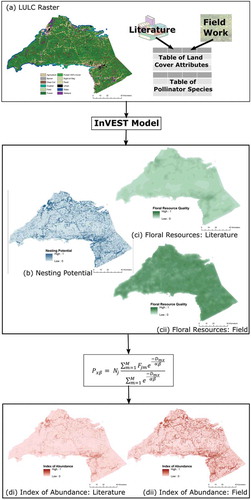 Figure 3. Results of the InVEST modelling for the potential abundance of honey bees in Cumberland and Colchester counties of Nova Scotia. The model uses an LULC raster (a), a table of land -cover attributes (one iteration was informed by the literature and one was informed by field work) and a table of pollinator species as inputs to derive maps of nesting suitability (b) and floral resources (c). Combining (b) and (c) using Equation (1) generates an index of potential pollinator abundance on the landscape (d). Two iterations of the model were run, one informed by proxies and approximate values from the literature (i) and the other by field work (ii).