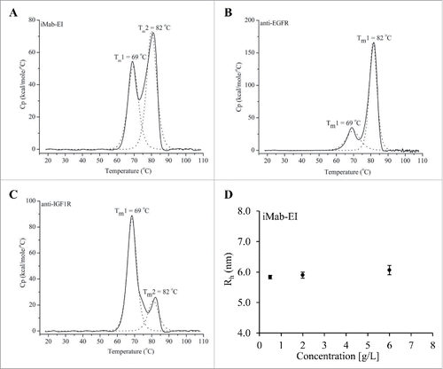 Figure 7. Differential scanning calorimetry (DCS) of the iMab-EI (A), the anti-EGFR (B) and anti-IGF1R (C) antibodies. Transition temperatures are shown as Tm in°C. DSC analysis shows that the iMab-EI has transition temperatures similar to the transition temperatures of the anti-EGFR and anti-IGF1R antibodies, indicating the iMab-EI has a structure similar to the anti-EGFR and anti-IGF1R antibodies. (D) Hydrodynamic radios (Rh) determined using SEC-MALS of the iMab-EI at 0.5, 2 and 6 mg/mL. The Rh of the iMab-EI remains similar at the 3 concentrations tested, which is an indication of structural stability of the iMab-EI.