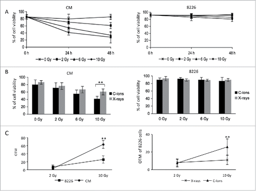 Figure 1. MM cells are resistant to C-ion and X-ray irradiations (A) Exponentially growing CM and 8226 cells were irradiated with the indicated doses of C-ion (2–10 Gy) or left non-irradiated as controls (0 Gy) and the percentage of cell viability evaluated by Trypan blue exclusion 24 and 48 h post-treatment. The graphs represent the percentage of cell viability (CM cells, left graph; 8226 cells, right graph) as a function of the dose of irradiation and as a function of time. The experiment has been carried out 3 times in duplicate or triplicate (B) CM and 8226 cells were cultured as before but cells were irradiated either by C-ion or X-rays at the doses indicated and the percentage of cell viability evaluated one day later. The bar graph illustrates the percentage of CM (left graph) and 8226 (right graph) cells viability as a function of irradiation doses. The experiment has been carried out 3 times in duplicate or triplicate (C) CM and 8226 cells were cultured as before and irradiated either by C-ion or X-rays at the doses indicated (2 or 10 Gy) and the OTM evaluated one day later by the alkaline comet assay. OTMs obtained at 0 Gy were subtracted from those obtained at 2 or 10 Gy and OTMs were subsequently averaged. The graphs represent the mean of OTM as a function of the dose of irradiations. The left graph depicts the mean OTM of 8226 and CM cells at 2 and 10 Gy C-ion irradiations, whereas the right graph shows the mean OTM of 8226 cells after either X-rays or C-ion irradiations. **, p< 0.01 with the t-test.