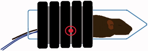 Figure 2. This figure demonstrates the techniques used to deliver the alternating magnetic field (AMF) to a tumour bearing mouse. The AMF field was generated by a water cooled, whole body circular coil which produced an AMF field of 165 KHz and 450 Oe (35.8 kA/m). The location of the flank-based tumour within the coil is indicated by the red encircled dot. This region demonstrates a near uniform, homogenous AMF. The tumour temperatures and core temperature of the mouse were measured throughout the treatment using real time fibre-optic thermometry. The thermal history of the treatment was continuously calculated and displayed for the tumour and body core throughout the experimental period.