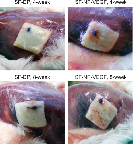 Figure 4 New vessel formation in SF-NP-VEGF implants. More new vessels were clearly seen in SF-NP-VEGF scaffolds at 4 weeks and 8 weeks after implantation.Abbreviations: DP, decellularized scaffolds; NP, nanoparticle; SF, scaffolds; VEGF, vascular endothelial growth factor