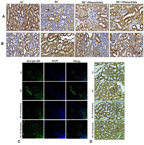 Figure11 The effects of maackiain on renal apoptosis marks in HFD & low STZ induced diabetic rats. Immunohistochemistry protein distribution of (A) Bcl-2; (B) Bax; (C) Immunofluorescence staining results of caspase-3 (green color); (D) Immunohistochemistry protein distribution of caspase-9 protein in rental tissue of experimental rats. Magnification = x40; Scale bar = 100µm.