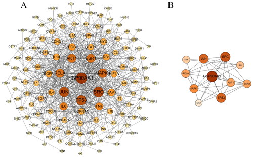 Figure 3. (A) Network biology analysis for PPI constructed with potential targets of SCF against MI. Nodes represent targets and edges represent interactions between targets. The color intensity and size of a node is proportional to the value of a degree in the network. (B) The core targets of PPI network.