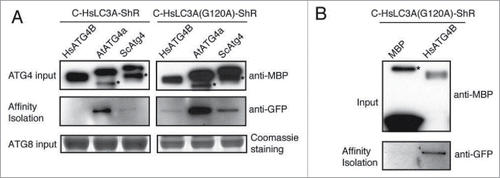 Figure 6. HsLC3A directly binds to yeast, Arabidopsis, and human ATG4s. (A) C-HsLC3A-ShR and catalytic resistant C-HsLC3AG120A-ShR were used for in vitro affinity isolation with various ATG4 homologs. The yeast and Arabidopsis ATG4s affinity isolated C-HsLC3A-ShR but HsATG4B failed to affinity isolate HsLC3A due to kinetic activity of HsATG4B (left, middle panel). All tested ATG4 homologs affinity isolated the catalytic resistant C-HsLC3AG120A-ShR (right, middle panel). Anti-MBP and Coomassie staining were used for inputs of ATG4 and the ATG8 substrates, respectively. Asterisks indicate degraded ATG4s. (B) C-HsLC3AG120A-ShR is not affinity isolated by the MBP-alone control (bottom panel). Same amount of C-HsLC3AG120A-ShR was used for affinity isolation as shown in (A). Anti-MBP was used for inputs. Asterisks indicate nonspecific binding products with amylose resin.