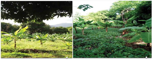 Plate 2. Banana plantation before (Left) and after bio-slurry application (Right), in South Ethiopia.