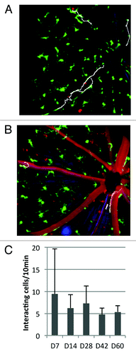 Figure 6. Leukocyte-endothelial interactions (LEI) in the irradiated retina (A) 7 and (B) 60 d after irradiation and BMT and enumeration of interacting leukocytes at several time points throughout the experimental period. Most interacting cells moved unidirectionally toward the optic nerve head. Change in direction of the interacting cells was observed only on and after day 14. (C) demonstrates that leukocyte endothelial interaction persists throughout the observation period. Panels A and B are frames of a time-lapse imaging sequence where one image was taken every 30 sec for ten minutes. Interacting leukocytes were tracked manually in ImageJ and the tracking traces overlayed in white. Field of view was 20° (approximately 525 µm).