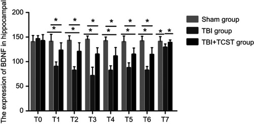 Figure 7 Changes in the hippocampal expression of BDNF in rats of each group. Comparison of hippocampal BNDF expression in rats of each group at each time point. All data are expressed as the mean±standard deviation. Six rats per group; Sham group versus TBI group *p<0.05, Sham group versus TBI+TCST group *p<0.05, TBI group versus TBI+TCST group *p<0.05.