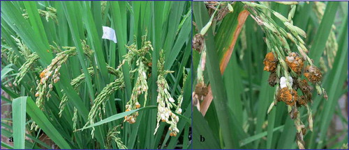 Fig. 1 (Colour online) Symptoms of rice false smut caused by Villosiclava virens. (a) typical symptoms observed on rice panicles in the greenhouse. (b) close-up of galls.