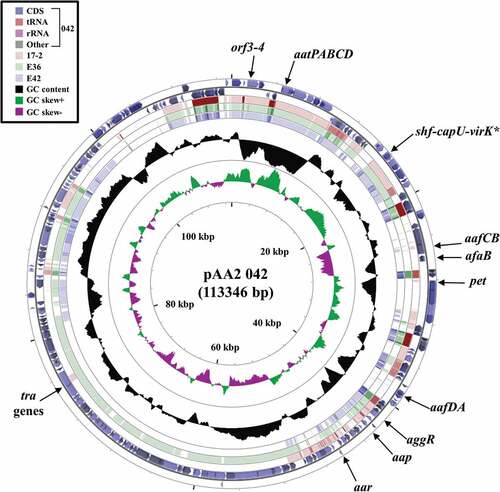 Figure 3. Comparison of the EAEC 042 plasmid pAA2 with the genomes of EAEC strains 17–2, E36 and E42. The figure shows the comparison of the EAEC 042 pAA2 plasmid with the genomes of EAEC 17–2, E36 and E42 using GCview (http://stothard.afns.ualberta.ca/cgview_server/) [Citation48]. The outer two rings display the genes and features of pAA2 (FN554767.1) on both strands, with selected genes labeled [Citation67]. The brown, green and blue rings illustrate BLAST results when the genome sequences of EAEC 17–2, E36 and E42, respectively, are compared to pAA2. The inner two rings display GC content (black) and GC skew (dark green and purple) for pAA. The shf-capU-virK locus is starred as this region is found on both the EAEC 042 chromosome and pAA2 [Citation67]