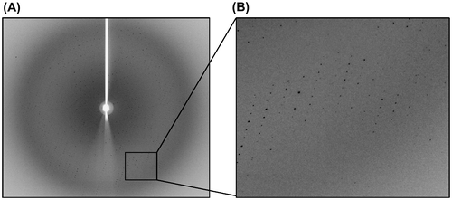 Fig. 5. Diffraction patterns of the crystal of the N-terminal domains of human ubiquitin E1.Notes: The crystal diffracted to 2.75 Å resolution. B is the partial enlargement of region in A surrounded by rectangle.