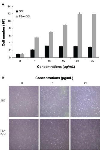 Figure 10 The effect of lower concentration of TEA-rGO on proliferation of PMEFs cells.Notes: (A) PMEFs cells were treated with various concentrations of GO and TEA-rGO for 24 hours, cells were harvested with 0.05% trypsin and 0.02% EDTA in PBS, and counted. Data are expressed as number of cells. The results represent the means of three separate experiments and error bars represent the standard error of the mean. GO and TEA-rGO treated groups showed statistically significant differences from the control group by the Student’s t-test (P < 0.05). (B) Representative microscopic images of GO and TEA-rGO treated cells (0.5 and 25 μg/mL).Abbreviations: GO, graphene oxide; TEA-rGO, triethylamine-reduced graphene oxide; EDTA, ethylenediaminetetraacetic acid; PBS, phosphate buffered saline; PMEFs, primary mouse embryonic fibroblast cells.