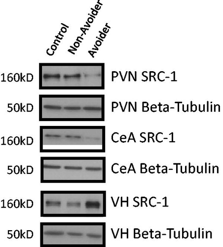 Figure 6. Representative western blot images for steroid receptor co-activator (SRC)-1 protein (molecular weight 160 kDa) and β-tubulin in paraventricular nucleus (PVN), central amygdala (CeA) and ventral hippocampus (VH) in Control (C; n = 6), Avoider (A; n = 7) and Non-Avoider (NA; n = 8) groups.