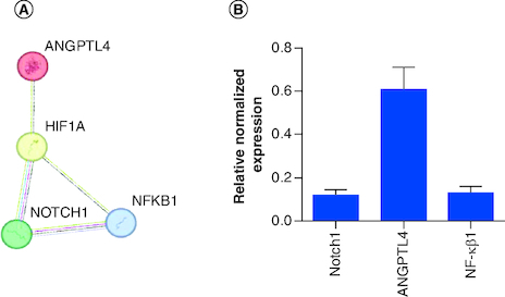 Figure 2. Interactions and silencing efficacy of the targeted genes.(A) Protein–protein interaction using STRING database, the PPI enrichment p-value: 0.0681. (B) Relative normalized expression of Notch1 siRNA, ANGPTL4 siRNA, NF-κβ1 siRNA in cells transfected with 100 nM siRNA targeting each gene's mRNA. The results normalized to scrambled-siRNA.n = 3, values are (mean ± SD).