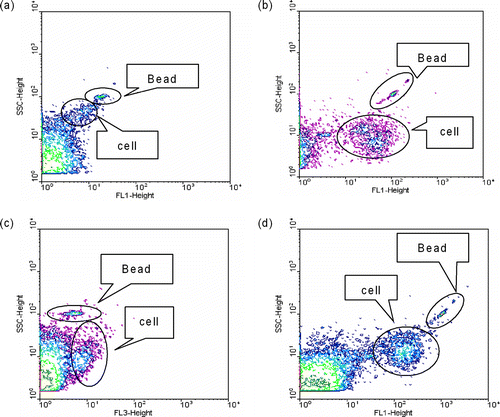 FIG. 1 Multipapameter contour plots of air samples stained with (a) AO, (b) SYTO-13, (c) PI, (d) YOPRO-1, fluorescent beads, and background. AO and SYTO-13 were used for counting the total concentrations of microorganisms, PI and YOPRO-1 for counting the concentrations of non-viable microorganisms. SSC: side scatter, FL1: green fluorescence (515 to 545 nm), FL3: red fluorescence (< 670 nm).