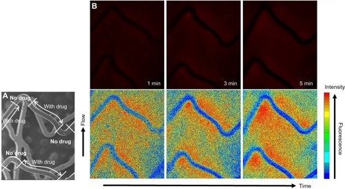 Figure 3 Longitudinal drug distribution of the alginate artery model implanted with the rhodamine B AGC stent.