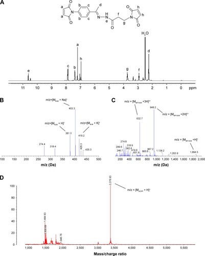 Figure 3 Identification of ACPP and its intermediate products.Notes: (A) Citation1H-NMR spectrum of N-M in DMSO-d6. The positive ion electrospray ionization mass spectrum of (B) N-M and (C) NP-N-M. (D) MALDI-TOF mass spectrum of ACPP.Abbreviations: ACPP, activatable cell-penetrating peptide; DMSO-d6, deuterated dimethyl sulfoxide; Citation1H-NMR, Citation1H nuclear magnetic resonance; MALDI-TOF, matrix-assisted laser desorption/ionization time-of-flight; MPH, 3-maleimidopropionic acid hydrazide-trifluoroacetic acid; NAPM, N-(4-acetylphenyl)maleimide; N-M, NAPM–MPH; NP, cysteine–glycine–[(d-glutamic acid)–(d-histidine)–(d-glycine)]4.