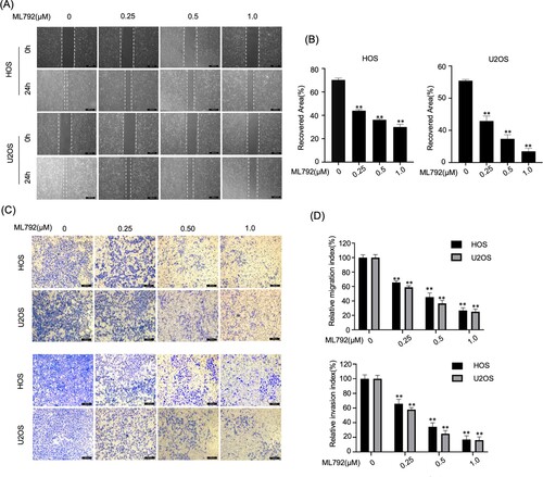 Figure 3. ML792 represses the invasion, migration, and epithelial-mesenchymal transition (EMT) of human osteosarcoma cells (HOCs). (A and B) Scratch wound healing was performed for evaluating cell migration. Magnification, ×100. (C and D) Transwell assays were used to analyze cell invasion and migration ability. Magnification, 100x. *P < 0.05, **P < 0.01 vs ML792(0 µmol/L) group.