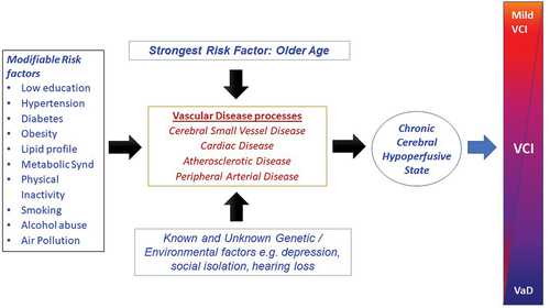Figure 2. Scheme illustrates how various risk factors may influence the cerebral as well as systemic vasculature at distinct levels to induce chronic brain or cerebral hypoperfusion and result in variable degrees of cognitive impairment over time. Several genetic and environmental factors may modify the intensity of vascular damage.