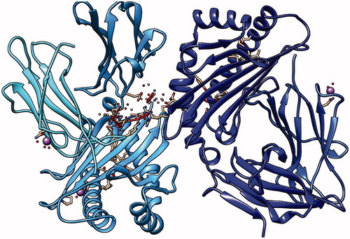 Figure 13. First peptide ALWSAVTPL docking with HLA-A*0201, showing the position with the least energy exposure (−9.7). Blue and cyan colors indicate MHC protein, while white and red color represents the binding peptide. The docking was done using AutoDock Vina and visualized using Chimera version.1.14.