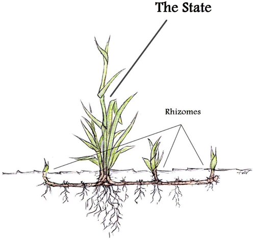 Figure 3. The state and its rhizomes.
