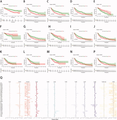 Figure 3. Clinical correlation analysis of TLR genes in pan-cancer. (A–P) Survival analysis of TLR genes shown as K-M curves. (Q) COX regression analysis of TLR genes.