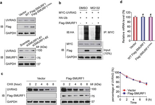 Figure 3. SMURF1-mediated UVRAG ubiquitination does not affect its stability. (a) No apparent change of UVRAG protein levels was detected in SMURF1-overexpressing or SMURF1-depleted cells. HEK293T cells were transfected with indicated siRNAs (lower) or plasmids (upper), and endogenous proteins were examined by western blotting. (b) MG132 did not change SMURF1-mediated UVRAG ubiquitination levels. In vivo ubiquitination assays were performed in HEK293T cells transfected with the indicated plasmids. Cells were treated with DMSO or MG132 (15 μM) for 4 h before harvest. (c) SMURF1 did not affect the turnover of UVRAG protein. HEK293T cells transfected with the indicated plasmids were treated with 15 μg/ml cycloheximide (CHX) for various times, and endogenous UVRAG was analyzed by western blotting. The graph in panel C represents the results from three independent experiments. (d) SMURF1 did not affect the levels of UVRAG mRNA. HEK293T cells were transfected with the indicated plasmids, and endogenous UVRAG was analyzed by qRT-PCR and shown.