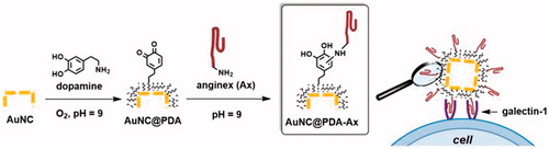Figure 1. Schematic illustration of the construction of AuNC@PDA-Ax and its biological action. Not to scale.
