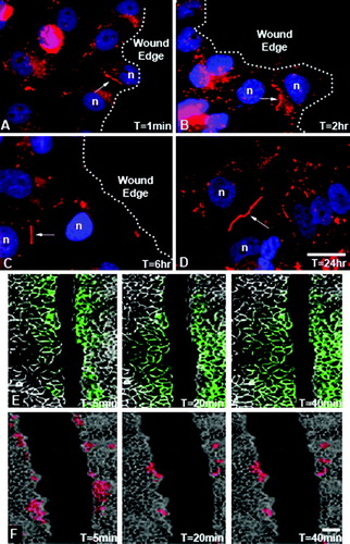 Figure 2.  Characterization of gap junctions and cell-cell communication during migration. Immunocytochemical localization of Cx43 at 1 min (A), 2 h (B), 6 h (C), and 24 h (D) after the onset of migration reveal that plaques are retained between cells during migration. The wound edge is indicated by the white dotted line (A to C) and nuclei (n) are stained with Hoescht dye. The gap junction-mediated communication of Lucifer yellow dye (green) was evident at 5, 20, and 40 min following creating the wound (E), whereas rhodamine dextran, too large to transfer via gap junctions, remains in cells at the wound site (F). Bar = 20 µm (A to D), 200 µm (E, F).