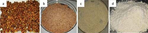 Figure 1. Images of a) peeled seeds, b) demucilaged and powdered seeds, c) cellulose, and d) MCC.
