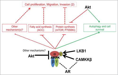 Figure 1. A schematic representation of signaling network involving AMPK and other key signaling nodes in prostate carcinogenesis. The AMPK-mediated anti-tumor effects (proliferative/migratory/invasive) are considered downstream of fatty acid and protein synthesis. Akt has both AMPK-dependent and -independent functions, with its effects on autophagy having potential pro-survival effect (highlighted in green). Androgen Receptor (AR) interacts with CAMKKβ (or CAMKK2) and AMPK to drive both hormone naïve and castration independent prostate cancer.
