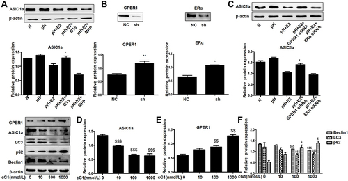 Figure 4 Estradiol modulates ASIC1a through its receptor GPER1.(A) Western blot analysis of the protein expression of ASIC1a with or without for estradiol (500 nmol/mL), MPP (20 mmol/L), and G15 (15 μmol/L). (B) Western blot analysis of ERα and GPER1 protein expressions in chondrocytes that without transfection or transfected with negative control (NC) or siRNA for ERα or GPER1. (C) Western blot analysis of the protein expression of ASIC1a with or without for estradiol (500 nmol/mL) and ERα-siRNA or GPER1-siRNA. (D–F) Chondrocytes in serum-free confluent monolayer cultures were stimulated by with increasing concentrations of G1 (0–1000 nmol/L) and levels of ASIC1a, GPER1, Beclin1, LC3 and p62 proteins were measured by Western blot. Data are presented as mean ± SEM, *P < 0.05, versus pH + E2 group, ^P < 0.05, ^^P < 0.01 versus the NC group, $P < 0.05, $$P < 0.01, $$$P < 0.001 versus 0 nmol/L.