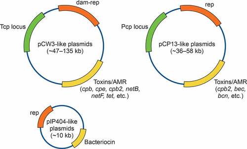 Figure 2. Diagrams of the major known plasmid families of C. perfringens. Orange depicts the replication (rep) region, green depicts the conjugative transfer regions in pCW3-like plasmids and pCP13-like plasmids and yellow depicts the regions carrying variable genes encoding toxins, antimicrobial resistance (AMR) factors or bacteriocins. See text for further details