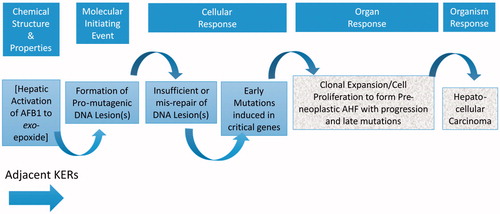 Figure 2. Adjacent KERs for the AOP on mutagenic MOA for HCC: formation of pro-mutagenic DNA adducts leads to HCC.