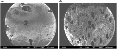 Figure 9. (A) Surface and (B) cross-sectional SEM images of DF-GRT (F11) (magnification: ×25, scale bar: 1 mm).