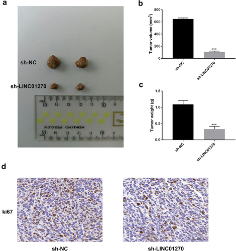 Figure 3. LINC01270 suppression reduced tumor growth in vivo.