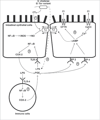 Figure 9. Illustration of pathophysiological mechanisms of EL-induced intestinal fluid secretion and intestinal barrier disruption in mice. (1) EL produces CT, which induces intestinal barrier disruption. (2) LPS derived from EL translocates to the serosal side of intestinal epithelial cells (IEC) and binds to TLR-4 in both IEC and immune cells. (3) NF-κB activation leads to COX-2 expression and increased PGE2 production. (4) PGE2 binds to EP2 and EP4 receptors on IEC, resulting in generation of intracellular cAMP. (5) Intracellular cAMP elevation together with crosstalk to the Ca2+-dependent signaling pathway induces intestinal Cl- secretion via CFTR and CaCC, and causes intestinal barrier disruption. In addition, NO derived from NF-κB-mediated iNOS expression is involved in EL-induced intestinal barrier disruption.