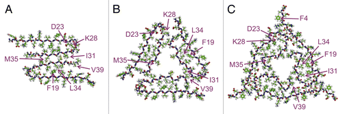 Figure 1. Molecular structures of Aβ40 fibrils. (A) Aβ40 fibrils prepared with shaking. (B) Aβ40 fibrils prepared in quiescent conditions. (C) Aβ40 fibrils isolated from the AD patient. Adapted with permission from ref. Citation29