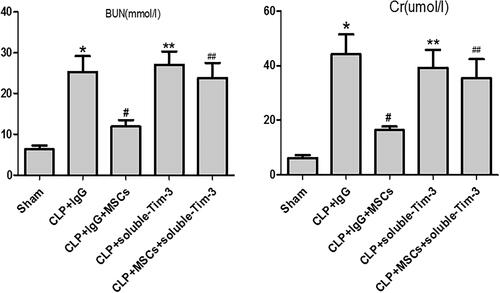 Figure 6. The levels of serum Cr and BUN 24 h after CLP injury in each group: values are mean ± SD; n = 8 in each group. compared with the CLP + IgG group, #p < .05, **p > .05; compared with CLP + soluble-Tim-3 group, ##p > .05.