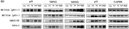 Figure 12. Effect of compound H3 on the level of related proteins. N3: nutlin-3 (5 μM); Ni: nintedanib (5 μM); low: H3 (5 μM); high: H3 (10 μM).