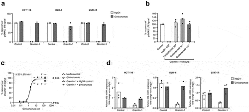 Figure 4. Ginisortamab inhibits gremlin-1 antagonism of BMP signaling pathways in human CRC cell lines. (a) CRC cell lines HCT 116, DLD-1, and LS174T show decreased pSMAD 1/8 in the presence of recombinant human gremlin-1, which can be inhibited by ginisortamab. Gremlin-1 (15 nM) and ginisortamab or hIgG4 control (150 nM) were pre-incubated together for 30 min before adding to CRC cells for 16 h before pSMAD 1/8 analysis by phospho-flow cytometry. Graph shows mean and individual data points of normalized % pSMAD 1/8 signal from n = 2/3 independent experiments. (b) Ginisortamab can reverse recombinant human gremlin-1 suppression of pSMAD 1/8 in HCT 116 CRC cells. HCT 116 were incubated with 15 nM gremlin-1 for 16 h before addition of 150 nM ginisortamab for 30 to 120 min. Graph shows mean and individual data points of normalized % pSMAD 1/8 signal from n = 3 independent experiments. (c) Ginisortamab exhibits dose-dependent reversal of pSMAD 1/8 inhibition. HCT 116 cells were incubated with 15 nM gremlin-1 for 16 h before addition of a titration of ginisortamab for the final 120 min before pSMAD 1/8 analysis. Graph shows individual data points of normalized % pSMAD 1/8 signal from n = 3 independent experiments and non-linear fit curve; IC50 for ginisortamab = 1.578 nM. (d) quantitative RT-PCR analysis of ID1 mRNA level in CRC cell lines stimulated with gremlin-1 in the presence of hIgG4 or ginisortamab. Fold changes are shown relative to hIgG4. Graph shows mean and individual data points from n = 3 independent experiments.